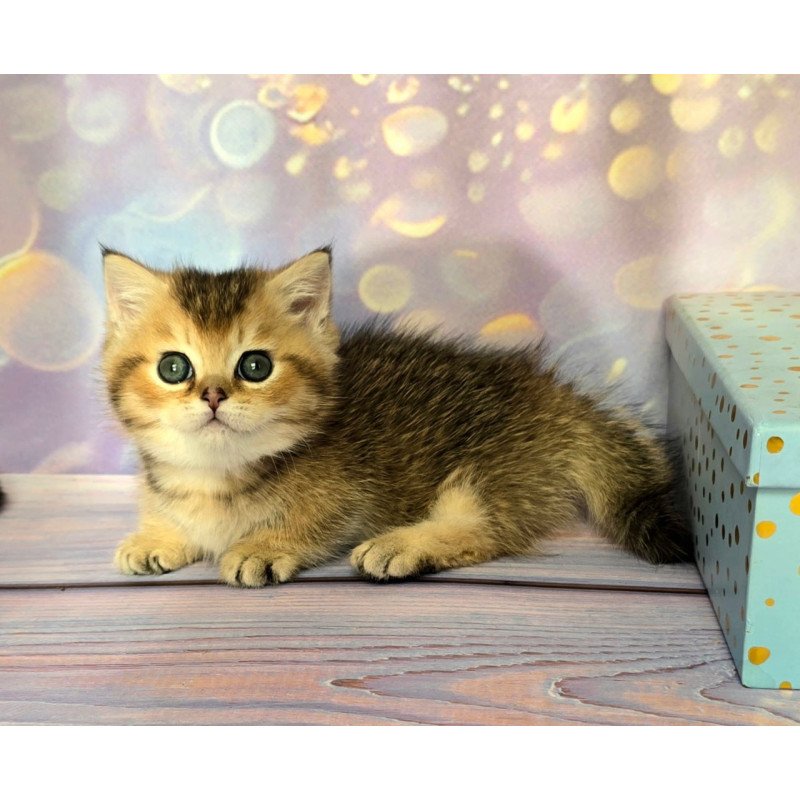 Munchkin Bumble