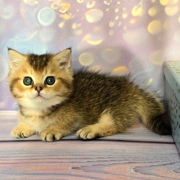 Munchkin Bumble