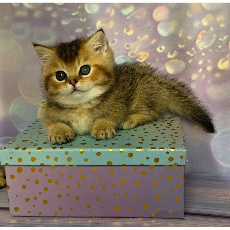 Munchkin Bumble