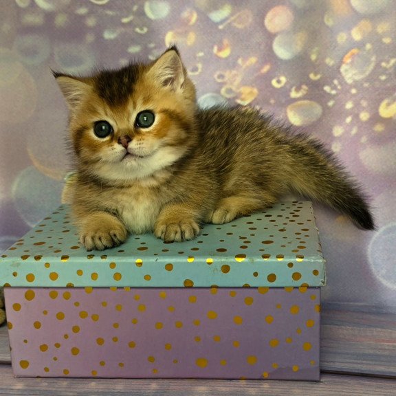 Munchkin Bumble