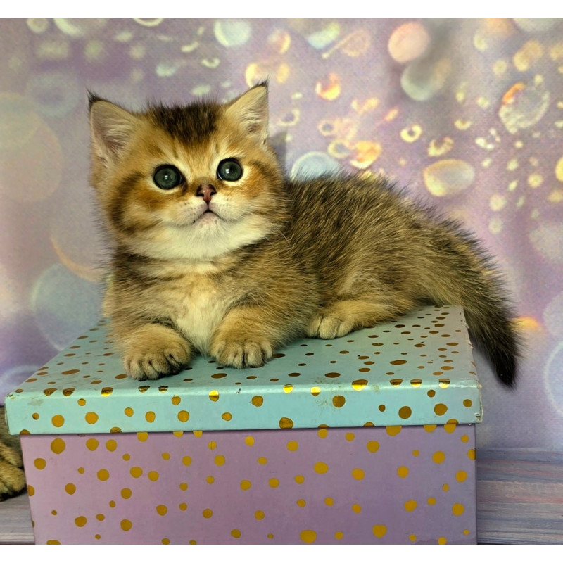 Munchkin Bumble
