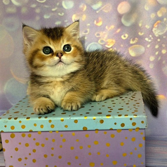 Munchkin Bumble
