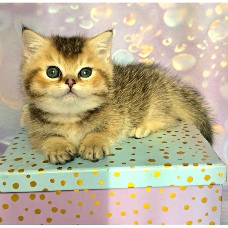 Munchkin Bumble