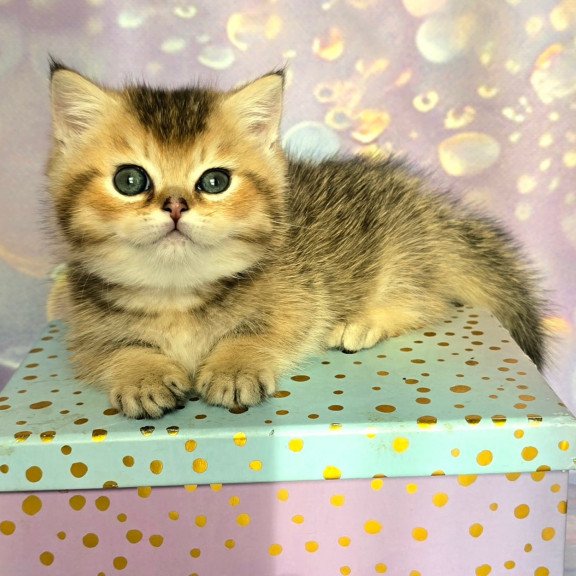 Munchkin Bumble