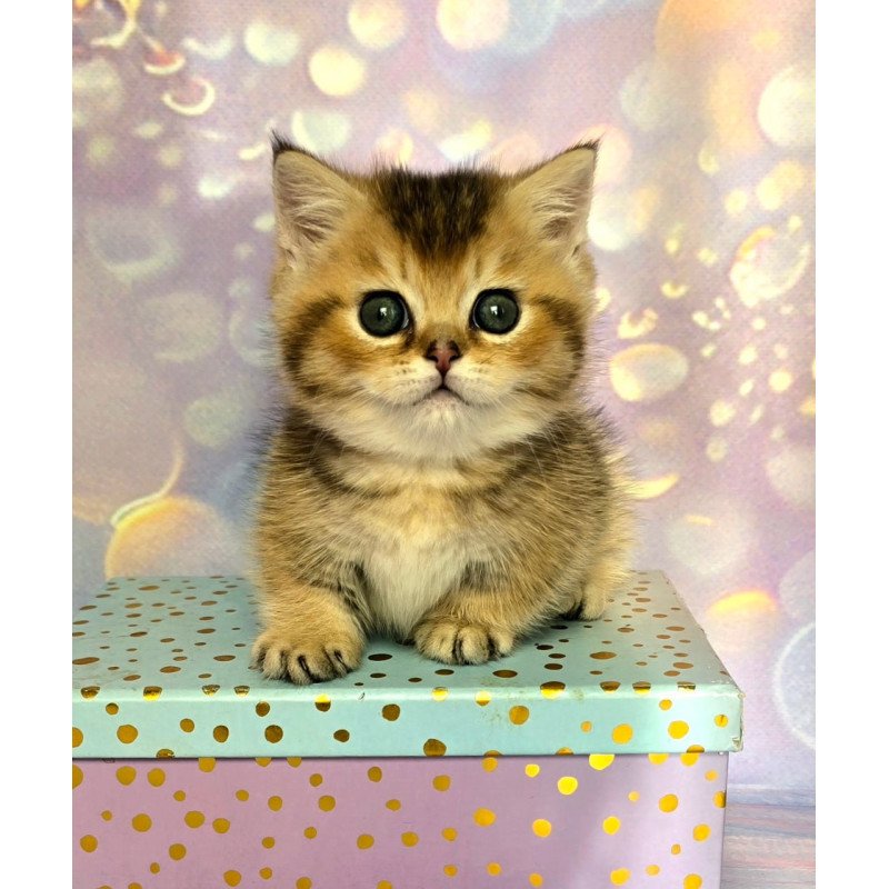 Munchkin Bumble