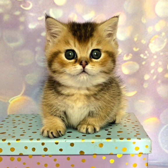 Munchkin Bumble