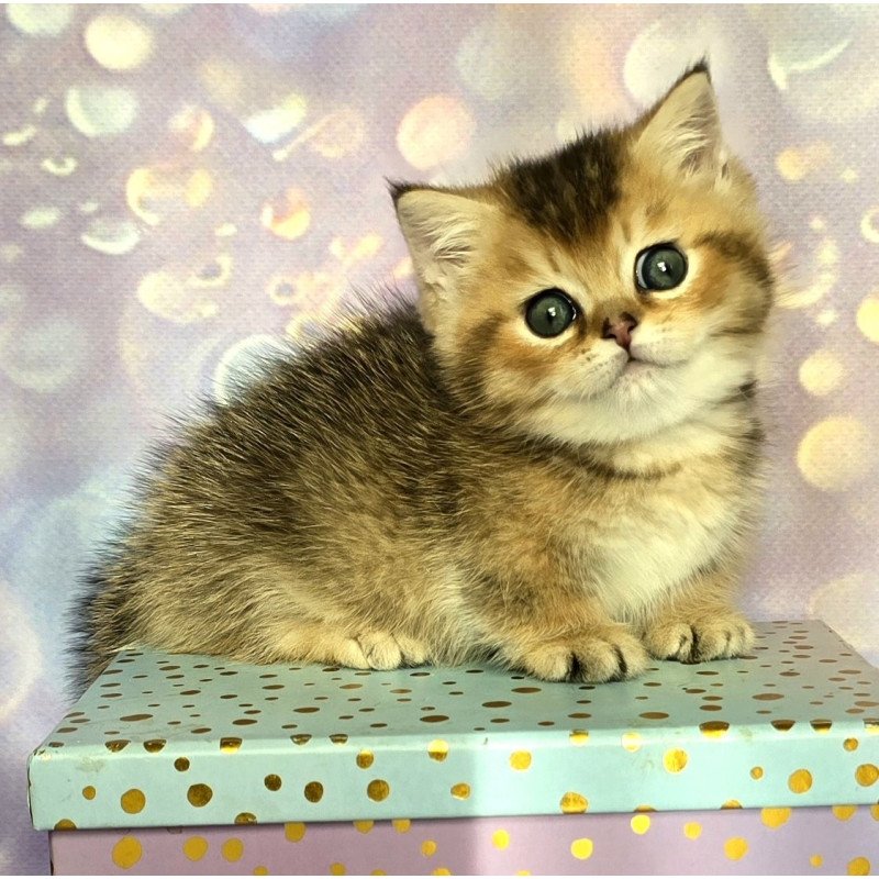 Munchkin Bumble