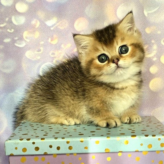 Munchkin Bumble