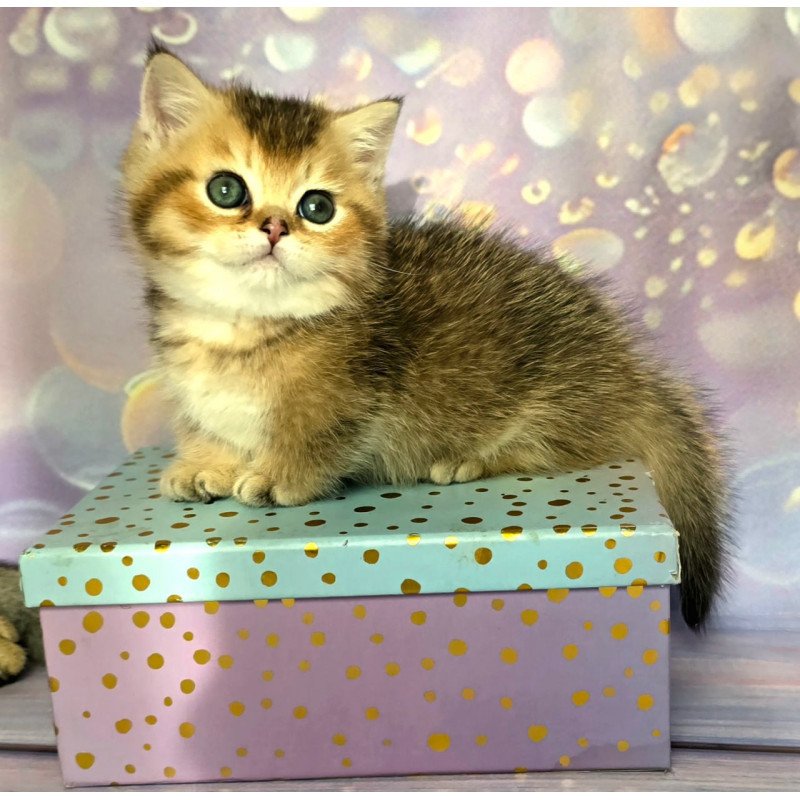 Munchkin Bumble