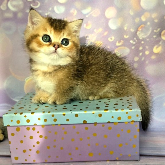 Munchkin Bumble