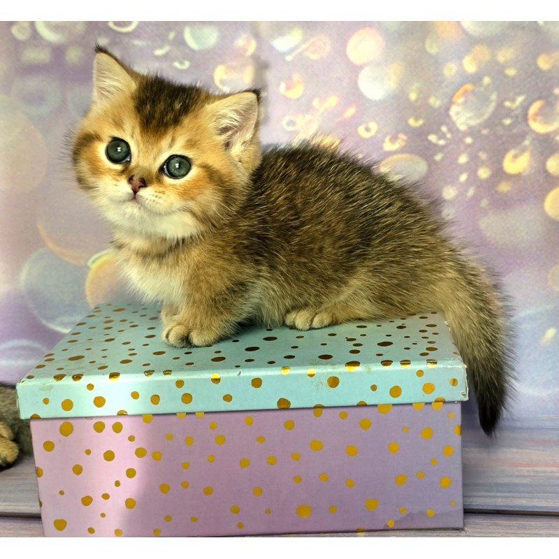 Munchkin Bumble