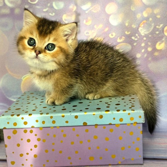 Munchkin Bumble