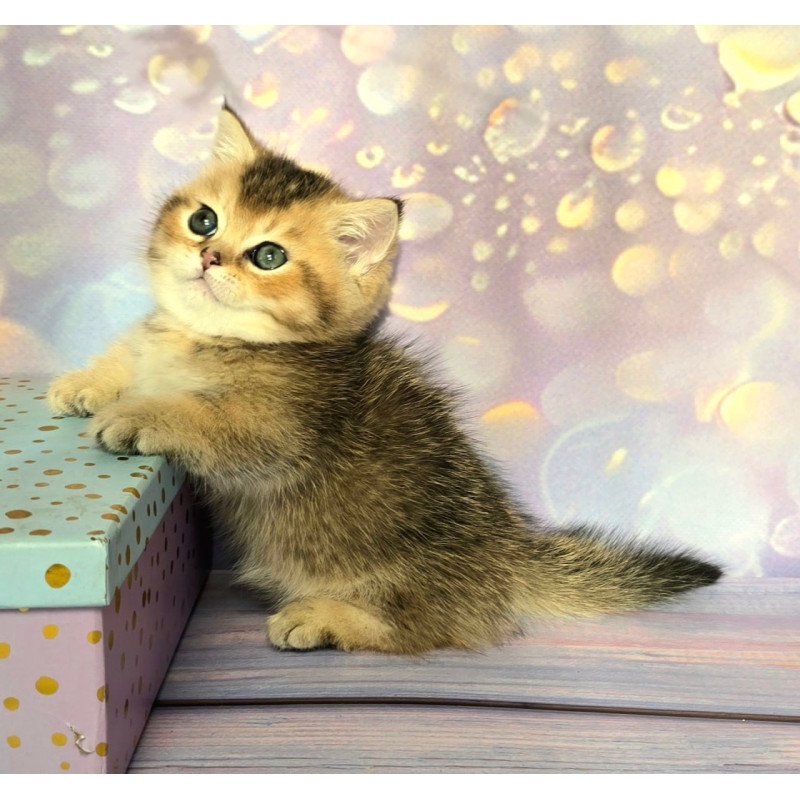 Munchkin Bumble
