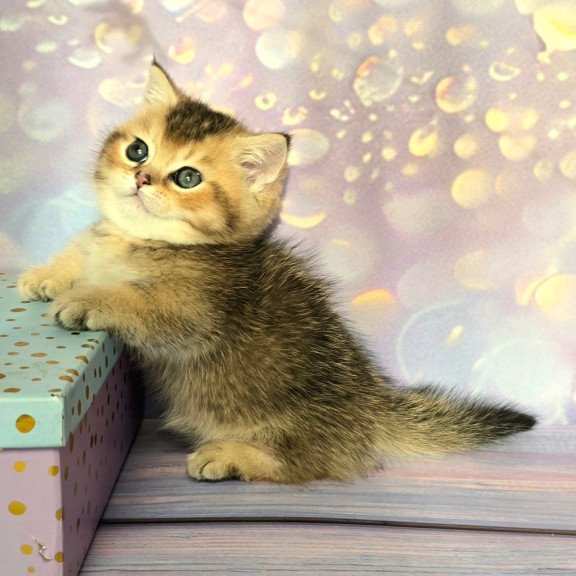 Munchkin Bumble