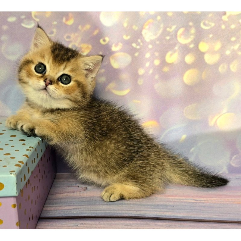 Munchkin Bumble