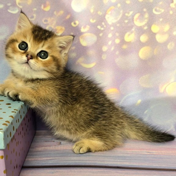 Munchkin Bumble