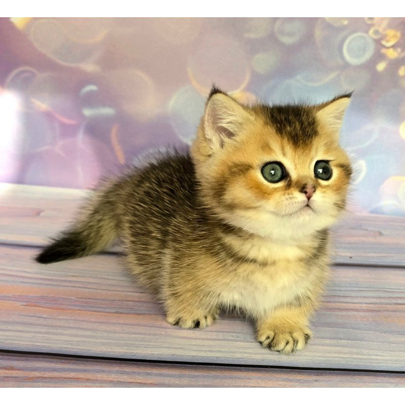 Munchkin Bumble
