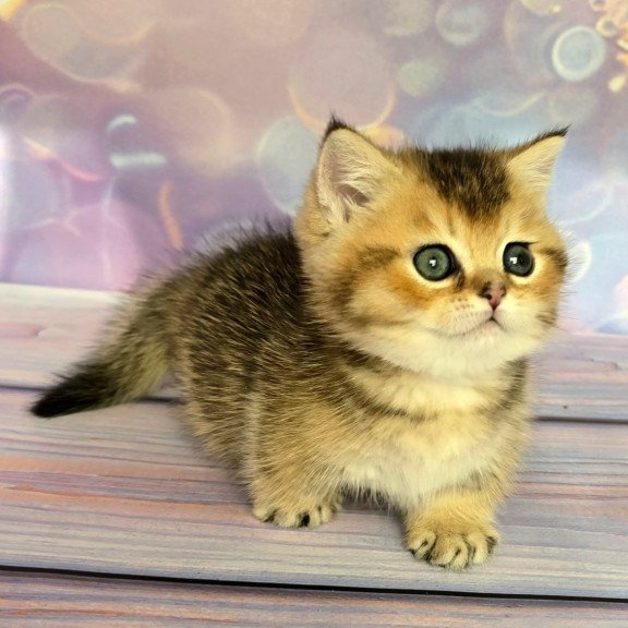 Munchkin Bumble