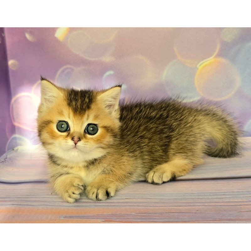 Munchkin Bumble
