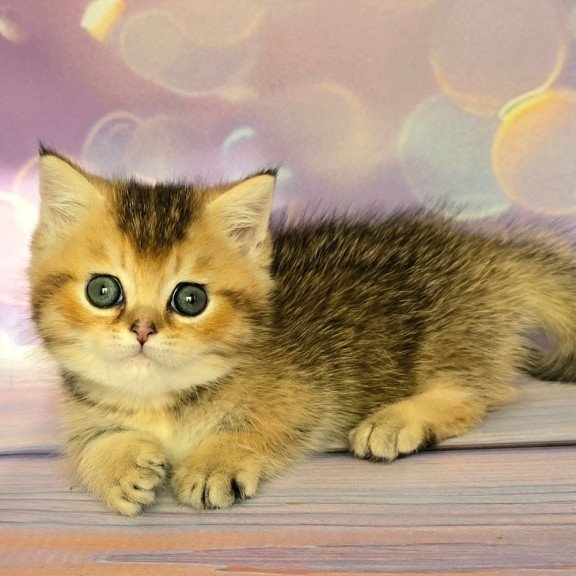 Munchkin Bumble