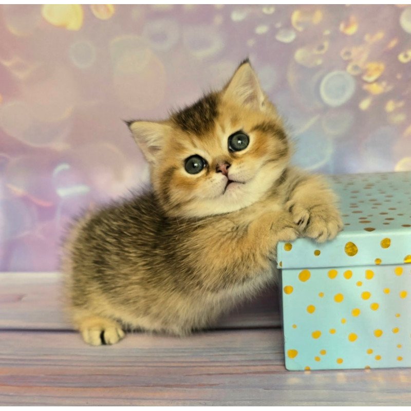 Munchkin Bumble