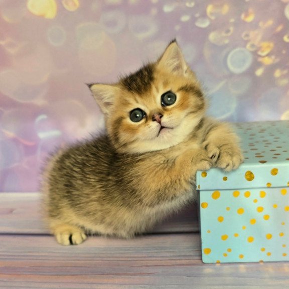 Munchkin Bumble