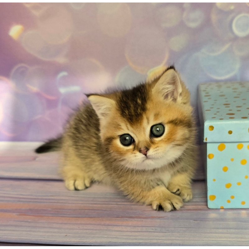 Munchkin Bumble