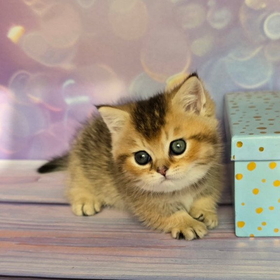 Munchkin Bumble