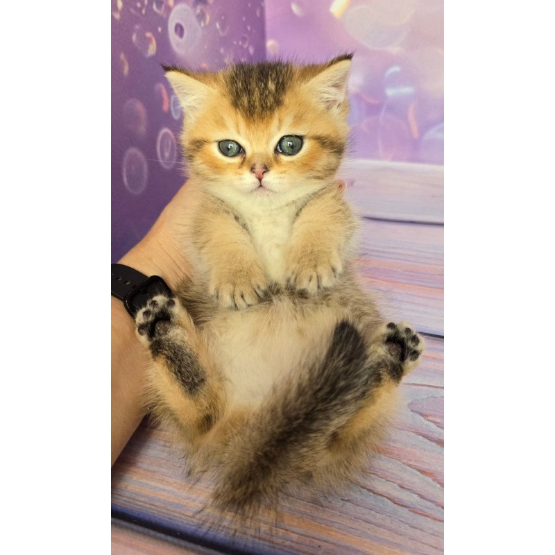 Munchkin Bumble