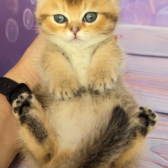 Munchkin Bumble