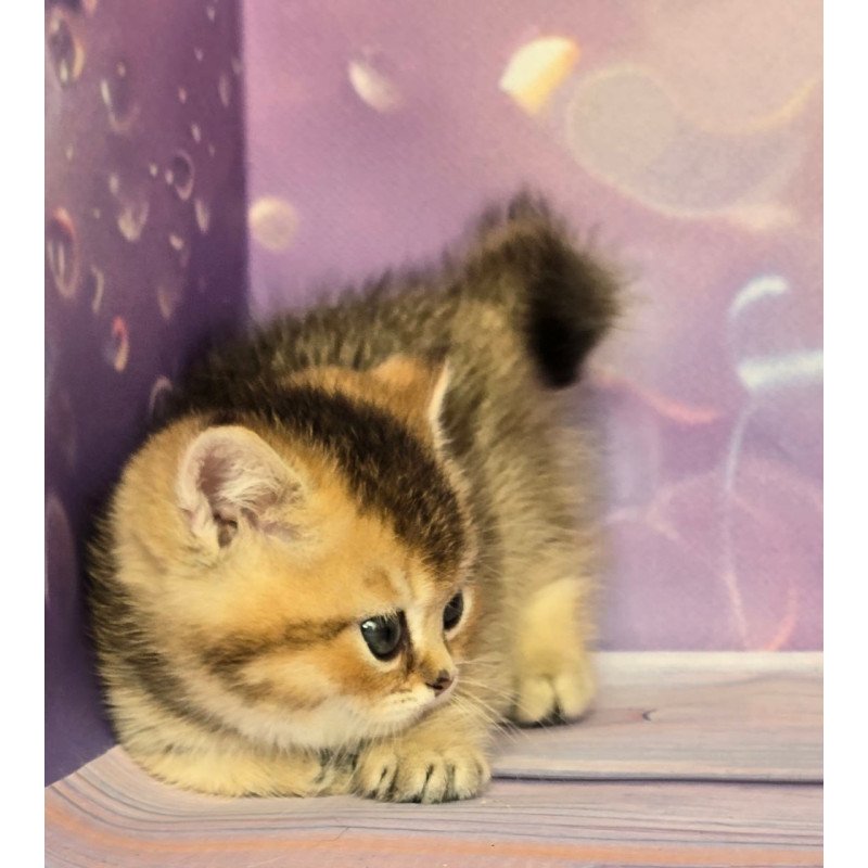 Munchkin Bumble