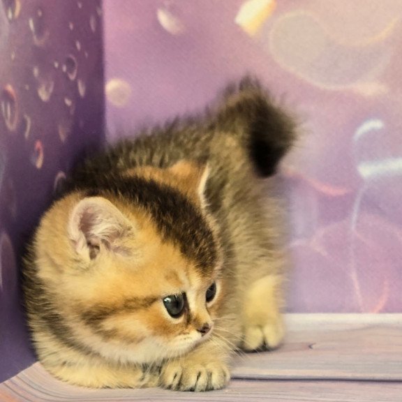 Munchkin Bumble