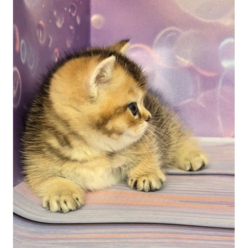 Munchkin Bumble