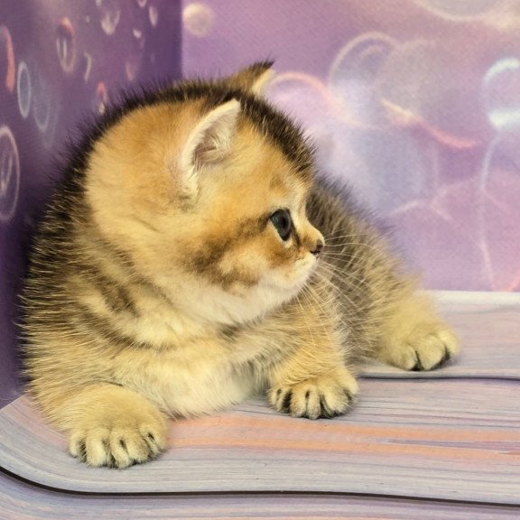 Munchkin Bumble