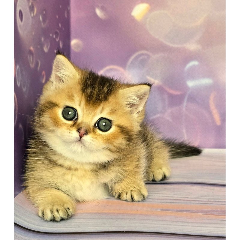 Munchkin Bumble
