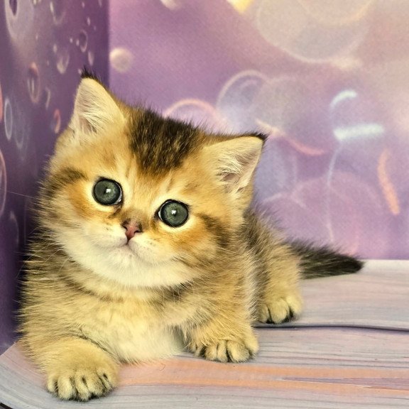 Munchkin Bumble