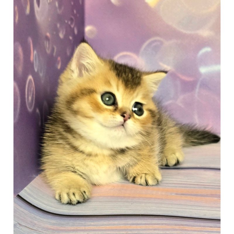 Munchkin Bumble