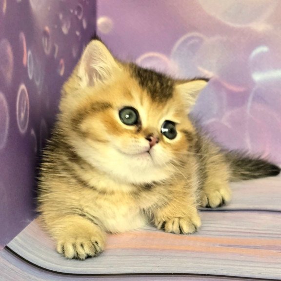 Munchkin Bumble