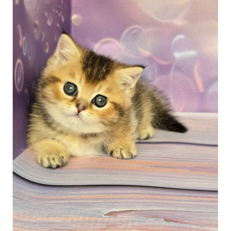 Munchkin Bumble