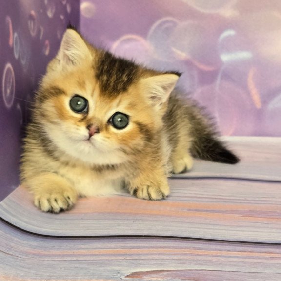 Munchkin Bumble