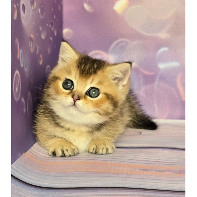 Munchkin Bumble