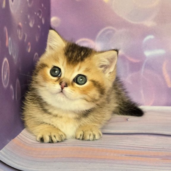 Munchkin Bumble