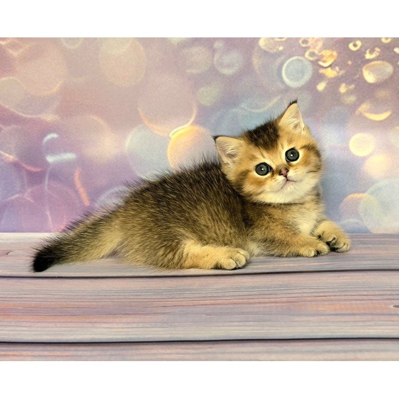 Munchkin Bumble