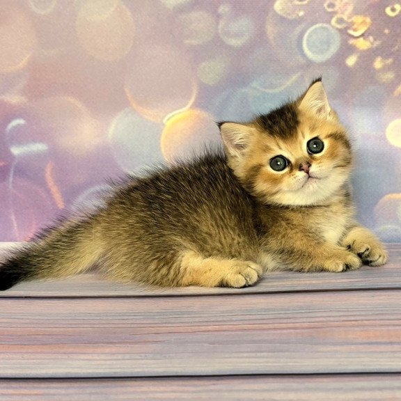 Munchkin Bumble
