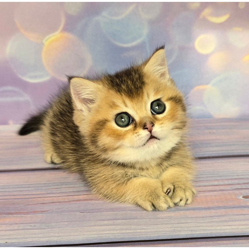Munchkin Bumble
