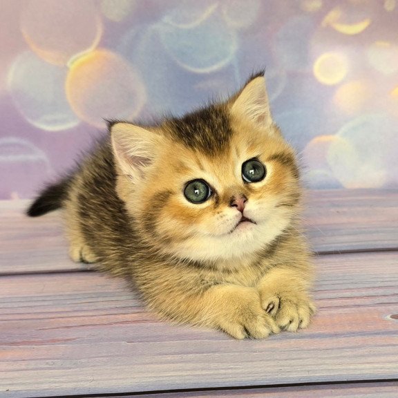Munchkin Bumble