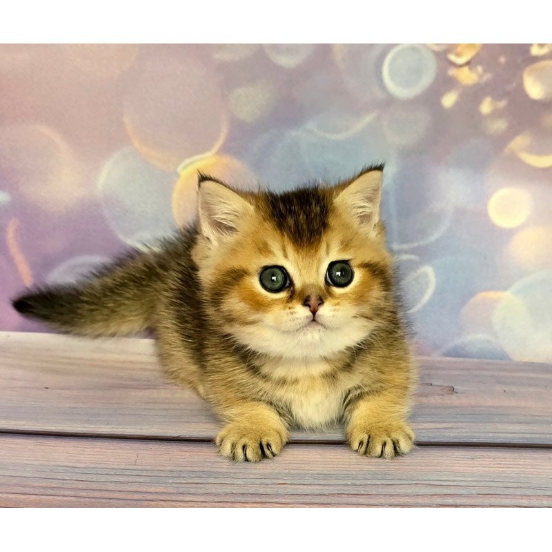 Munchkin Bumble