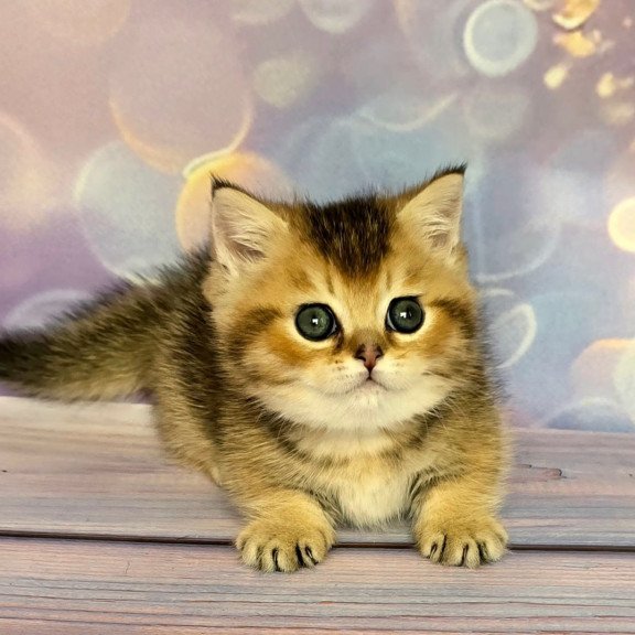 Munchkin Bumble