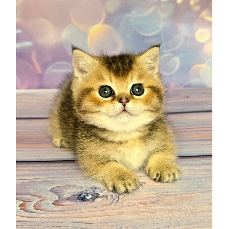 Munchkin Bumble