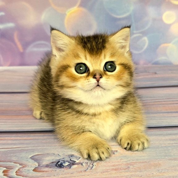 Munchkin Bumble